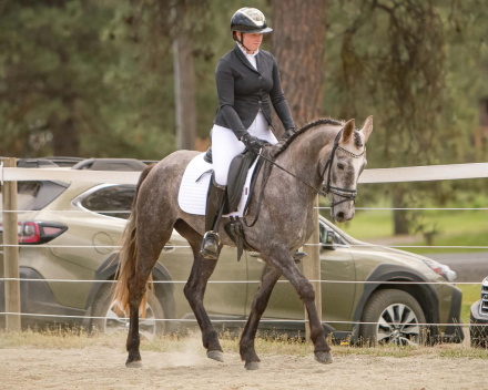 HorseID: 2313552 Minerva’s Silver Grace - PhotoID: 1099011