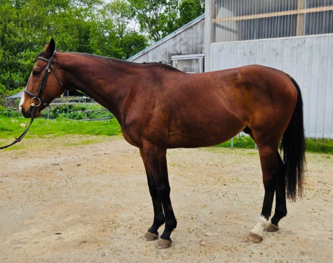 HorseID: 2313556 Herdsman - PhotoID: 1099014