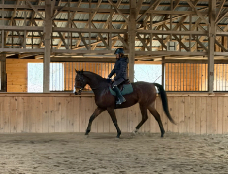 HorseID: 2313556 Herdsman - PhotoID: 1099015