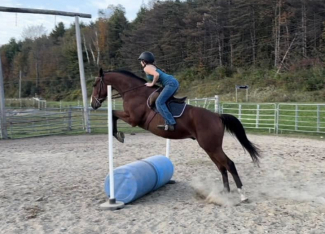 HorseID: 2313556 Herdsman - PhotoID: 1099016