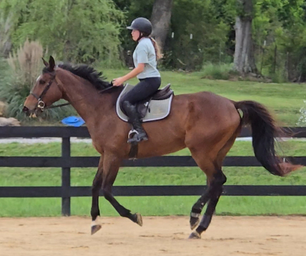 HorseID: 2313564 Tensas Shack - PhotoID: 1098940