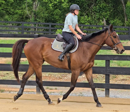 HorseID: 2313564 Tensas Shack - PhotoID: 1098941