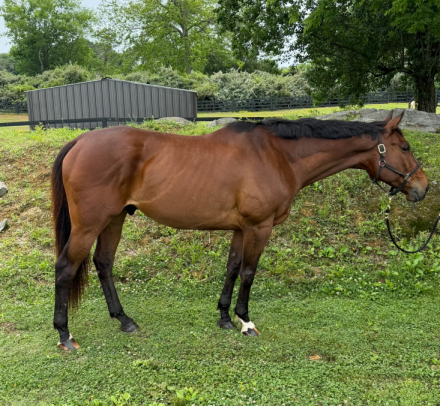 HorseID: 2313564 Tensas Shack - PhotoID: 1098942