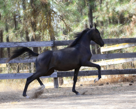 HorseID: 2313565 Wilk. Midnyte Kitty Kitty - PhotoID: 1099019
