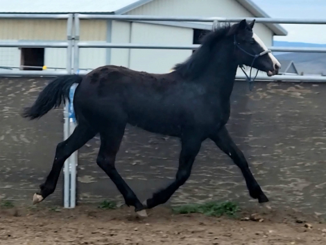 HorseID: 2313566 KE Chocolate Brownie - PhotoID: 1099090