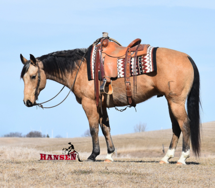 HorseID: 2313567 Helmans Diamond Joe - PhotoID: 1099020