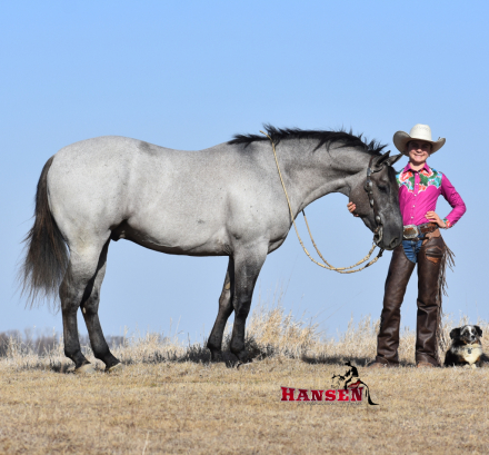 HorseID: 2313570 Cowboys Tandy Shine - PhotoID: 1099021