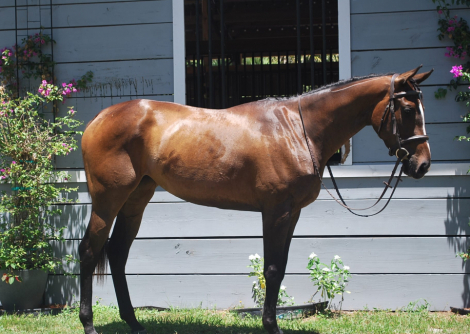 HorseID: 2313572 Piper - PhotoID: 1099022