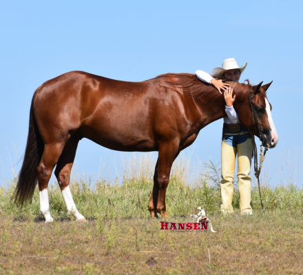 HorseID: 2313573 Stimulus Check 2020 - PhotoID: 1099023