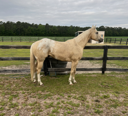 HorseID: 2313576 Mr HOT TE - PhotoID: 1098939
