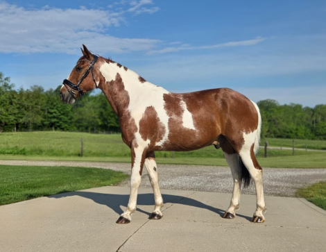 HorseID: 2313583 Maverick - PhotoID: 1099026
