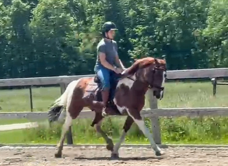 HorseID: 2313583 Maverick - PhotoID: 1099027