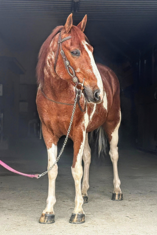 HorseID: 2313583 Maverick - PhotoID: 1099028