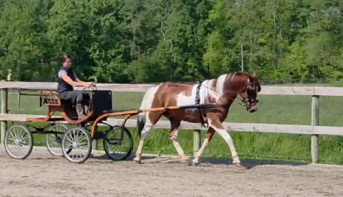 HorseID: 2313583 Maverick - PhotoID: 1099091