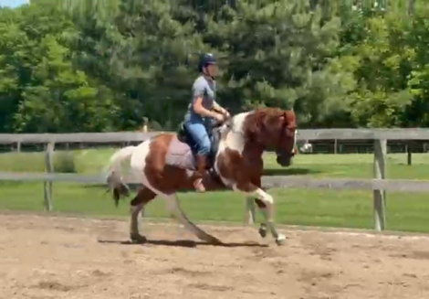 HorseID: 2313583 Maverick - PhotoID: 1099092