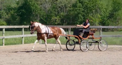 HorseID: 2313583 Maverick - PhotoID: 1099093