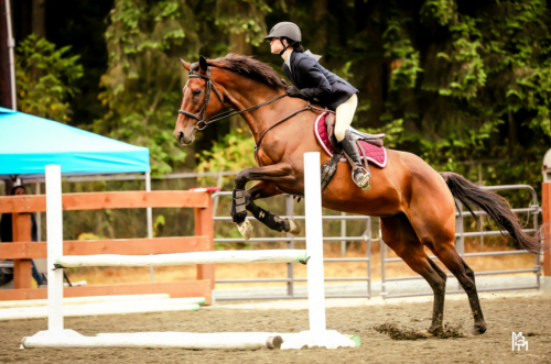 HorseID: 2313585 Chrissy’s Wedding - PhotoID: 1099030