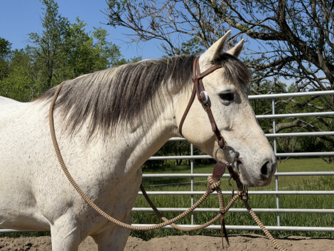 HorseID: 2313590 Sage - PhotoID: 1099043
