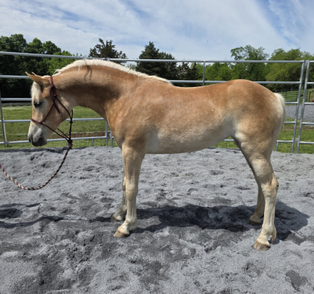 HorseID: 2313591 L-Angelina of M&N - PhotoID: 1099045
