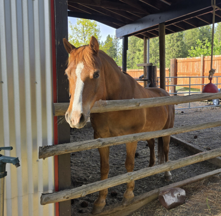 HorseID: 2313604 Dry Creek Lancelot - PhotoID: 1099048