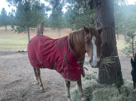 HorseID: 2313604 Dry Creek Lancelot - PhotoID: 1099050