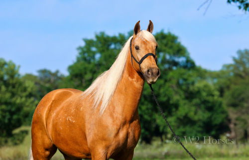 HorseID: 2313609 Calcutta's Divine Intervention - PhotoID: 1099053