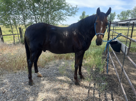 HorseID: 2313610 Chuck - PhotoID: 1099103