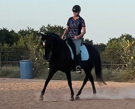 HorseID: 2313611 Querida Halconero - PhotoID: 1099119
