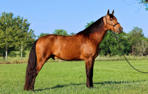HorseID: 2313616 Gunpowder and Lead - PhotoID: 1099096
