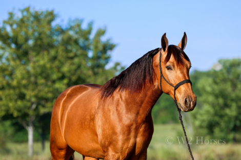 HorseID: 2313616 Gunpowder and Lead - PhotoID: 1099097