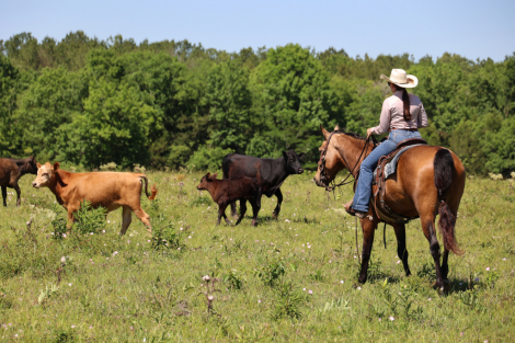 HorseID: 2313616 Gunpowder and Lead - PhotoID: 1099101