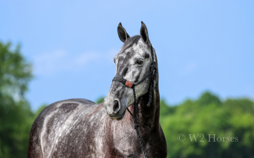 HorseID: 2313619 Ruger - PhotoID: 1099107