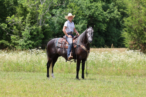 HorseID: 2313619 Ruger - PhotoID: 1099109