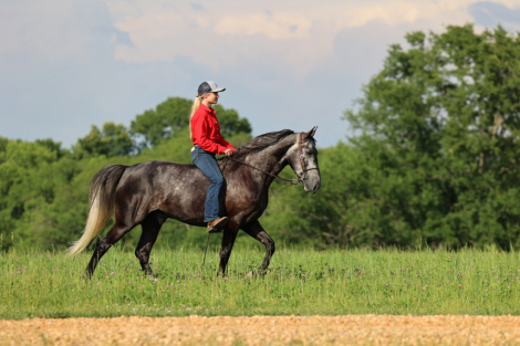 HorseID: 2313619 Ruger - PhotoID: 1099111