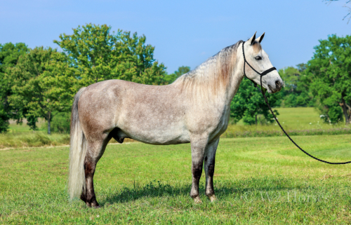 HorseID: 2313620 Jerry Lee - PhotoID: 1099113