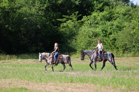 HorseID: 2313620 Jerry Lee - PhotoID: 1099115