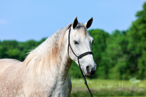 HorseID: 2313620 Jerry Lee - PhotoID: 1099116