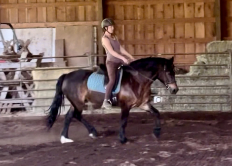 HorseID: 2313638 Cardod Talisman - PhotoID: 1099129