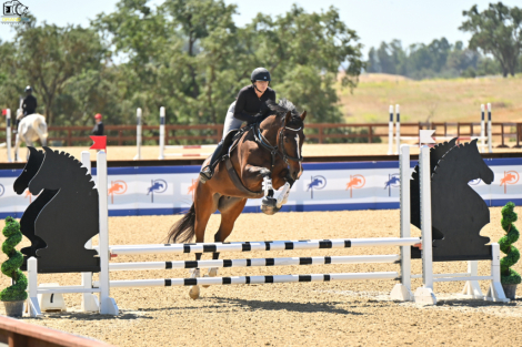 HorseID: 2313641 Word on the Street - PhotoID: 1099132
