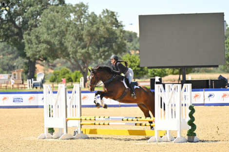 HorseID: 2313641 Word on the Street - PhotoID: 1099133