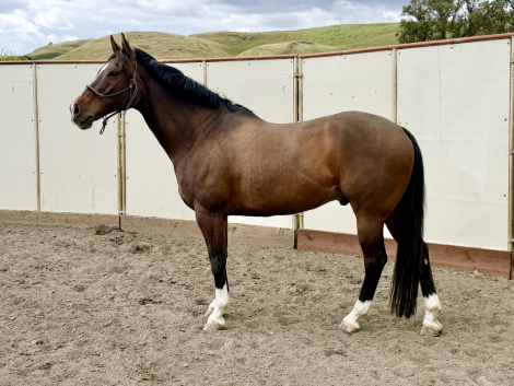 HorseID: 2313641 Word on the Street - PhotoID: 1099138