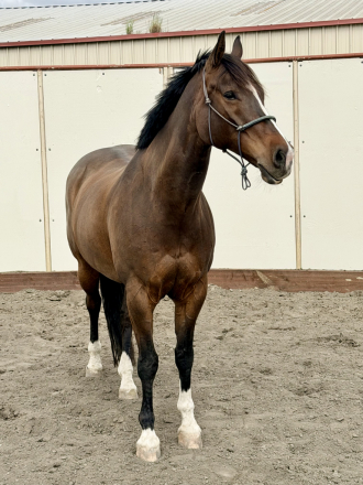 HorseID: 2313641 Word on the Street - PhotoID: 1099139