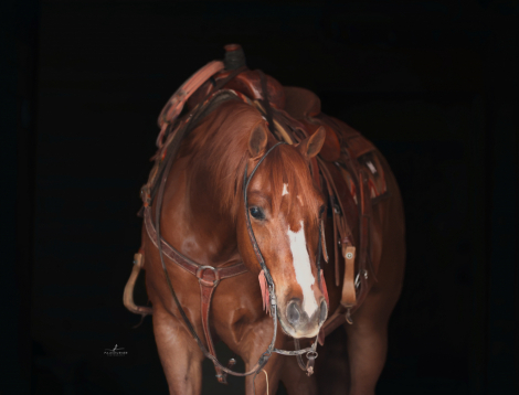 HorseID: 2313648 CAPTAIN CATS PROBLEM - PhotoID: 1099143