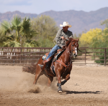 HorseID: 2313648 CAPTAIN CATS PROBLEM - PhotoID: 1099144