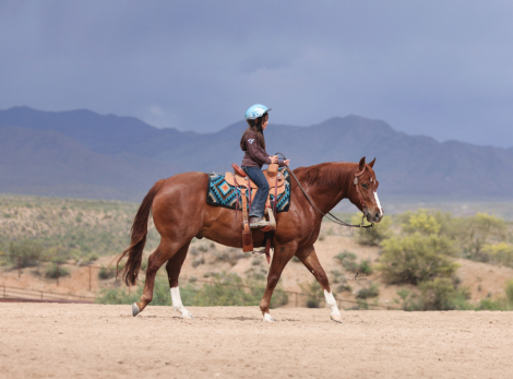 HorseID: 2313648 CAPTAIN CATS PROBLEM - PhotoID: 1099145