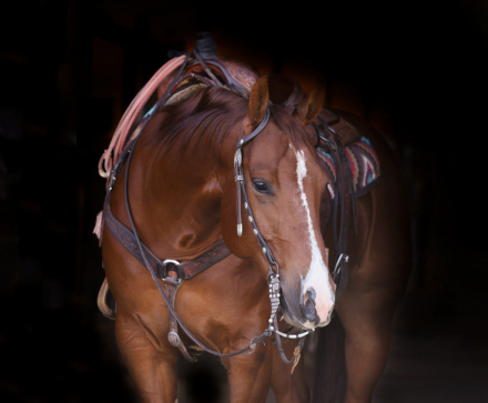 HorseID: 2313650 JUSTA KATS MEOW - PhotoID: 1099148