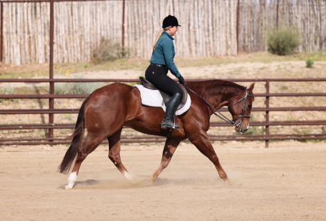 HorseID: 2313650 JUSTA KATS MEOW - PhotoID: 1099149