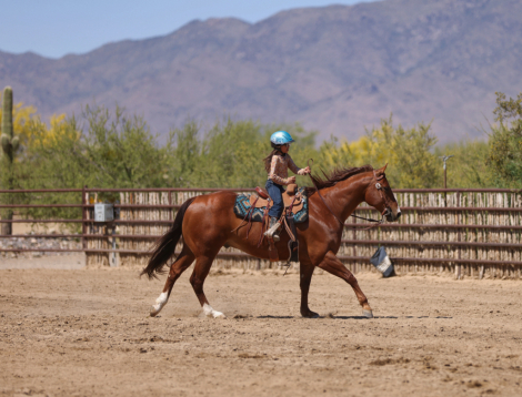 HorseID: 2313650 JUSTA KATS MEOW - PhotoID: 1099150