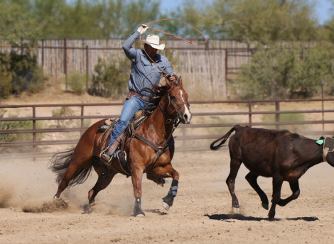 HorseID: 2313650 JUSTA KATS MEOW - PhotoID: 1099151