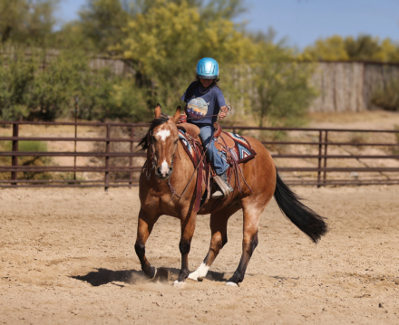 HorseID: 2313651 CURLYS GOLD N NUGGET - PhotoID: 1099153